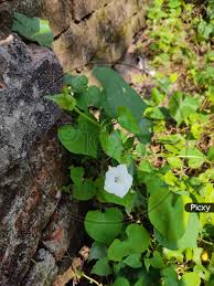 Image result for Ipomoea obscura