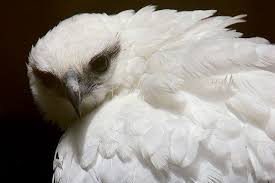 Black And White Hawk Eagle Facts Pin On Birds Birdies Flying And Not Flying