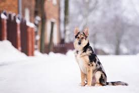 Mum is a black labrador(working gundog) and family pet. Australian Shepherd German Shepherd Mix 7 Must Read Facts Perfect Dog Breeds