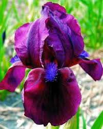 Cherry Garden Bulbs Irises Bulbs Cherry Garden Buy Irises Flower Bulbs Online Iris Flowers Iris Garden Bulb Flowers