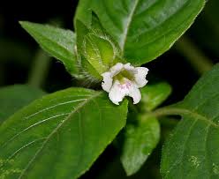 Image result for Asystasia