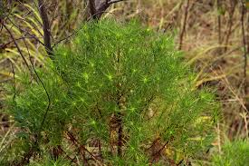 Image result for Anthospermum vallicola