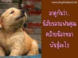 น ส ยผ ชายก บส น ข สอนว ธ เล ยงส ตว เล ยง dogthailand net เว บเร องหมาหมา โรงแรมส น ข ท ร บฝากเล ยงส น ข ราคาส น ข คนร กหมา เว บหมา powered b
