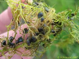 Image result for Utricularia appendiculata