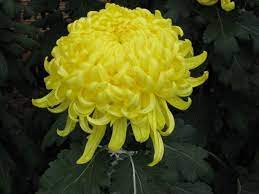 Pin On Chrysanthemums