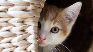But most gross motor every movement skill your baby develops is a step toward the day when they'll get around on their own. How To Help A Frightened Cat The Humane Society Of The United States
