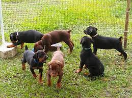 Join millions of people using oodle to find puppies for adoption, dog and puppy listings, and other pets adoption. Doberman Puppies Florida Kiefers Corner