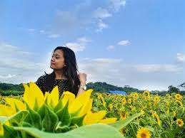 Nama wisatanya adalah kebun bunga matahari dan peternakan kuda megastar. Berkunjung Ke 5 Kebun Bunga Matahari Yang Bikin Feed Instagram Kamu Penuh Warna Jadiberita Com