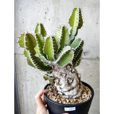 Image result for Euphorbia mlanjeana