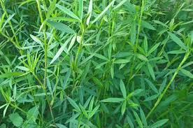 Image result for Stylosanthes