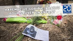 Des images spectaculaires qui en disent long sur la mais les animaux, eux, se montrent beaucoup moins cruels. Un Enfant Tombe Dans Son Enclos Le Gorille Est Abattu Video Dailymotion