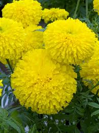 Image result for Tagetes erecta