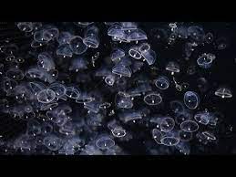 クラゲゆらゆら加茂水族館 山形 youtube クラゲ 山形 水族館