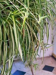 Image result for Chlorophytum minor
