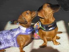 We did not find results for: L Happy Tails Dachshund Rescue Of North America