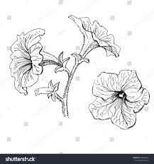 3,586 Petunia Drawing Images, Stock Photos & Vectors | Shutterstock