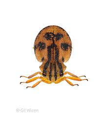 Image result for Dipcadi platyphyllum