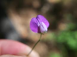Image result for Lathyrus hirsutus