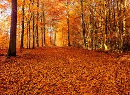Транскрипция и произношение слова autumn в британском и американском вариантах. Poll When Does Autumn Start It S Tomorrow Right Thejournal Ie
