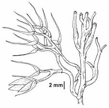 Image result for Urelytrum