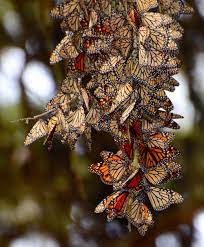 Log In Monarch Butterfly Beautiful Butterflies Pictures