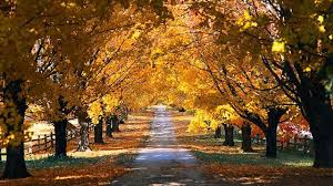 Herfst Achtergrond Met Bomen Herfst Landschap Landschap Hovenieren