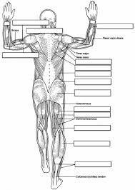 All muscles in the body labelled : Human Muscles Labeling Dorsal Side