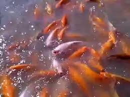 Gratis nedladdning hd eller 4k använd alla videor helt kostnadsfritt för dina projekt. Video Ikan Berenang Di Kolam Pemancingan Mang Engking Memberi Makan Ikan Naufal Fakhri Raditya Youtube