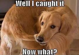 Image result for dog pictures funny