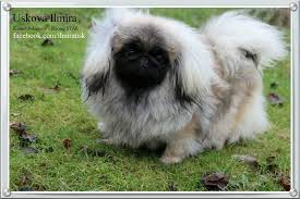 Pekingese information including pictures, training, behavior, and care of pekingese dogs and dog breed mixes. Grey Pekingese Kennel Kyonig Star Puppy For Sale Pekingese Pekinese Puppy Sale Pekinesekaufen Pekingese Guard Dogs Dogs