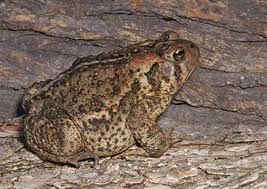 Be careful that the beelzebufo must stay underwater until full grown or it will die instantly. How Do Frogs Survive Winter Three Rivers Park District