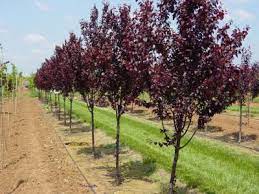 Santa rosa is a prominent city in northern california. How To Prune A Santa Rosa Plum Tree Treepro Professional Tree Care