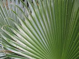 A vigorous, spectacular palm with a wide crown of impressive fan shaped fronds on a tall stout trunk. Mexican Fan Palm Washingtonia Robusta Photograph By Carol Mike Werner Science Photo Library