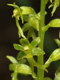 Image result for Nesaea cordata