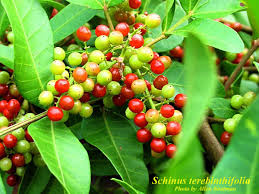 Every garden should contain an ornamental shrub or tree with hanging clusters of berries. Plant Details Flip