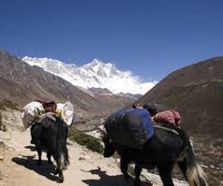 Orientalische muster und trendige basics. Tibetanische Teppiche Alles Zum Teppich Alles Zum Teppich