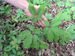 American ginseng directly from ginseng farm. Ginseng Ncpedia