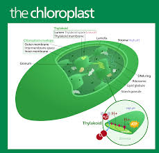 Plant cell is an eukaryotic cell primarily involved in photosynthesis and having its genomic content present in a membrane bound cell organelle, i.e. File Chloroplast Standalone Version En Svg Wikipedia