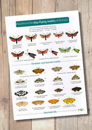 Day Flying Moths Of Britain Laminated Id Chart