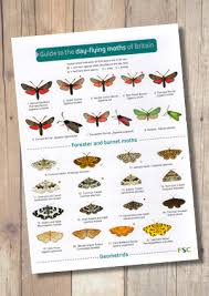 day flying moths of britain laminated id chart