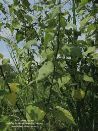 Image result for Wissadula amplissima