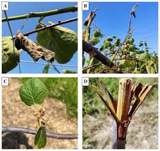 Image result for tomato seedling pseudomonas syringae pv tomato symptoms