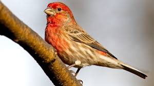 Citizen Science Data Tracks Battle Of Birds Vs Bacteria Cornell Chronicle
