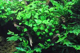 アヌビアスナナ プチ 丸い緑の葉をした丈夫な水草 水草動画ブログ