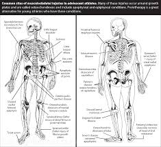 Image result for Growth Plate