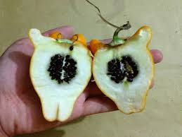 Image result for Solanum mammosum