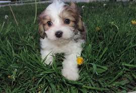 Select from hundreds of pet classifieds that will meet your preference. Cavachon Puppy For Sale Adoption Rescue For Sale In Eldorado Ohio Classified Americanlisted Com
