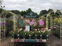 Maybe you would like to learn more about one of these? Carpo Ø¯Ø± ØªÙˆÛŒÛŒØªØ± Absolutely Love This Variety From David Austin Roses Olivia Rose Austin Is Stunning And Smells Fantastic Squiresgc Milford Daustinroses Roses Https T Co C4lcmijrxq