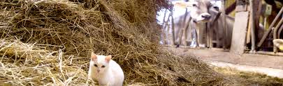 Kitten weisen ein erhöhtes infektions­risiko auf, weshalb früh­zeitig eine grund­immun­isierung erfolgen sollte.; Katzen Impfen Lassen Das Sollten Sie Wissen