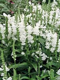 We did not find results for: 23 White Perennial Ideas Planting Flowers White Gardens Plants